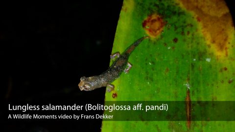 lungless salamander