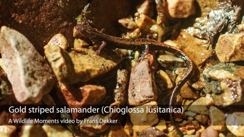 gold-striped salamander