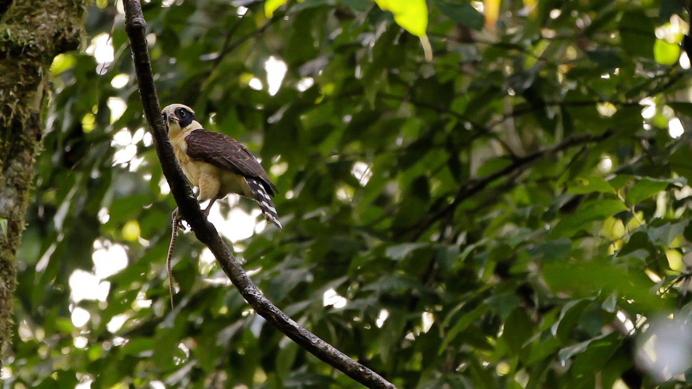 Laughing falcon