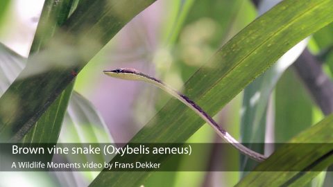 brown vine snake